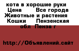 кота в хорошие руки › Цена ­ 0 - Все города Животные и растения » Кошки   . Пензенская обл.,Пенза г.